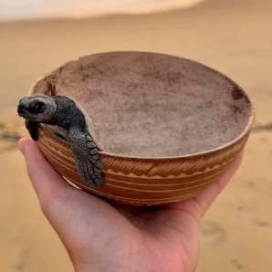 Turtle Release