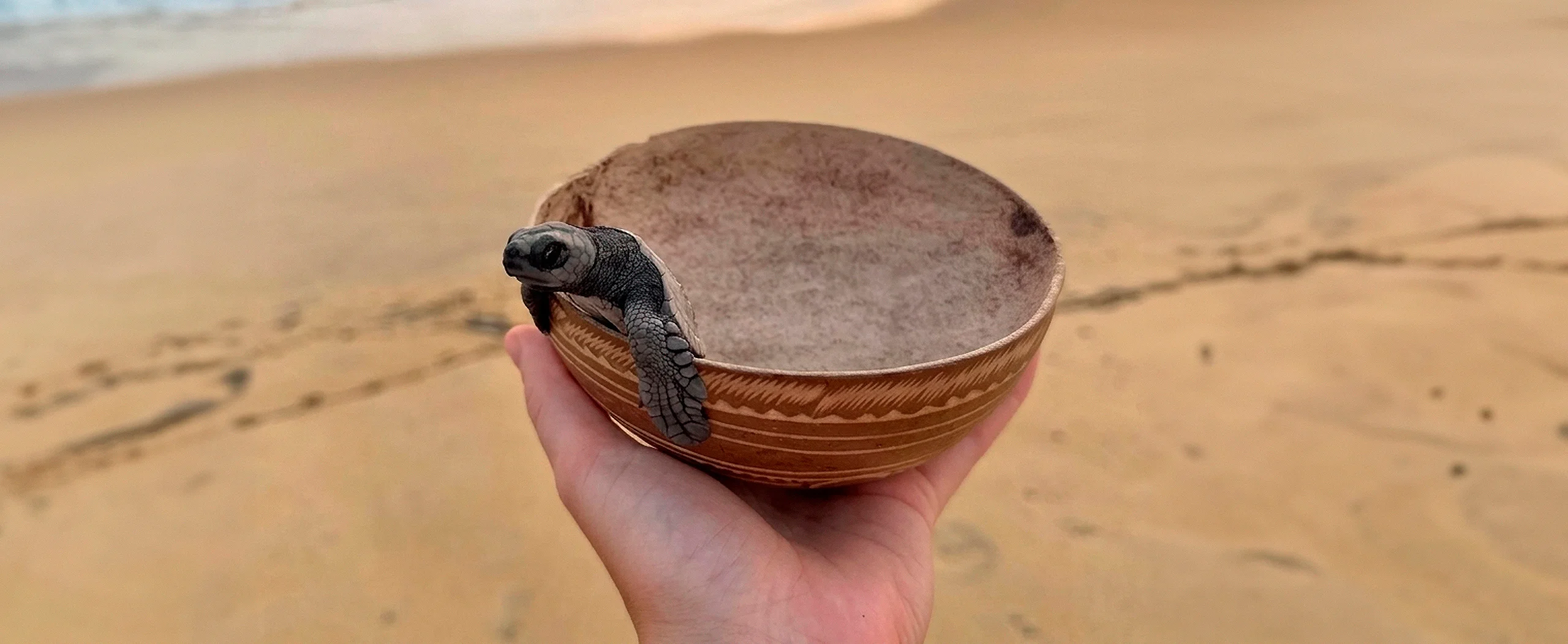 1 LIBERACION TORTUGAS PORTADA