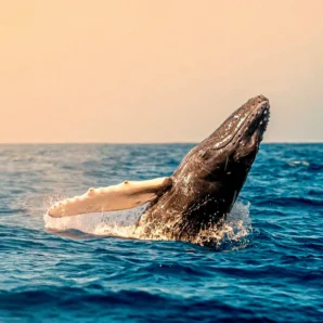 Whale Watching