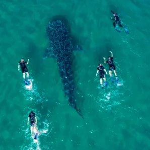 Whale Shark Snorkeling – La Paz I